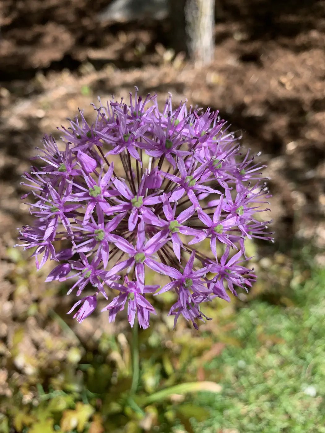 Purple allium globe in a tended perennial garden