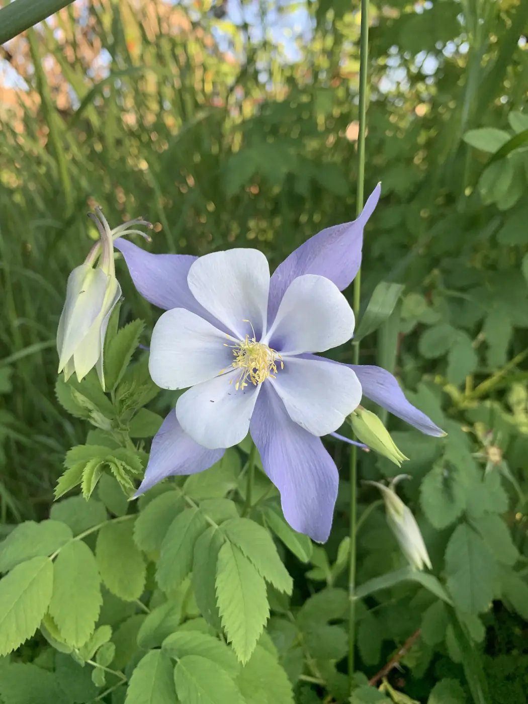 Colorado columbine in a Steamboat Springs garden bed