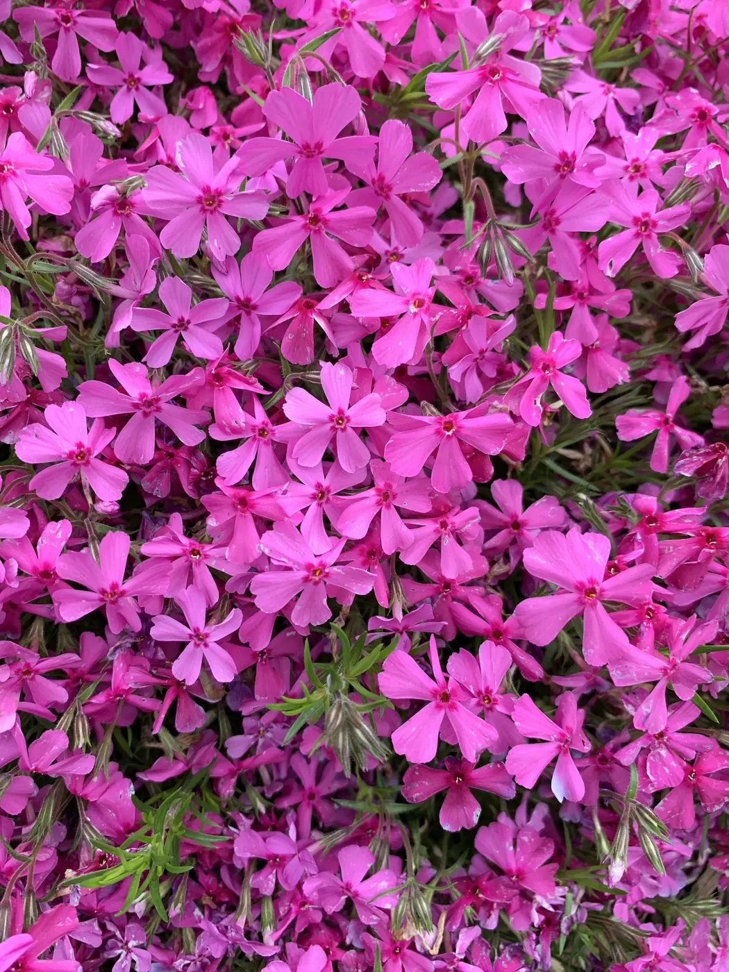Magenta creeping phlox in full bloom