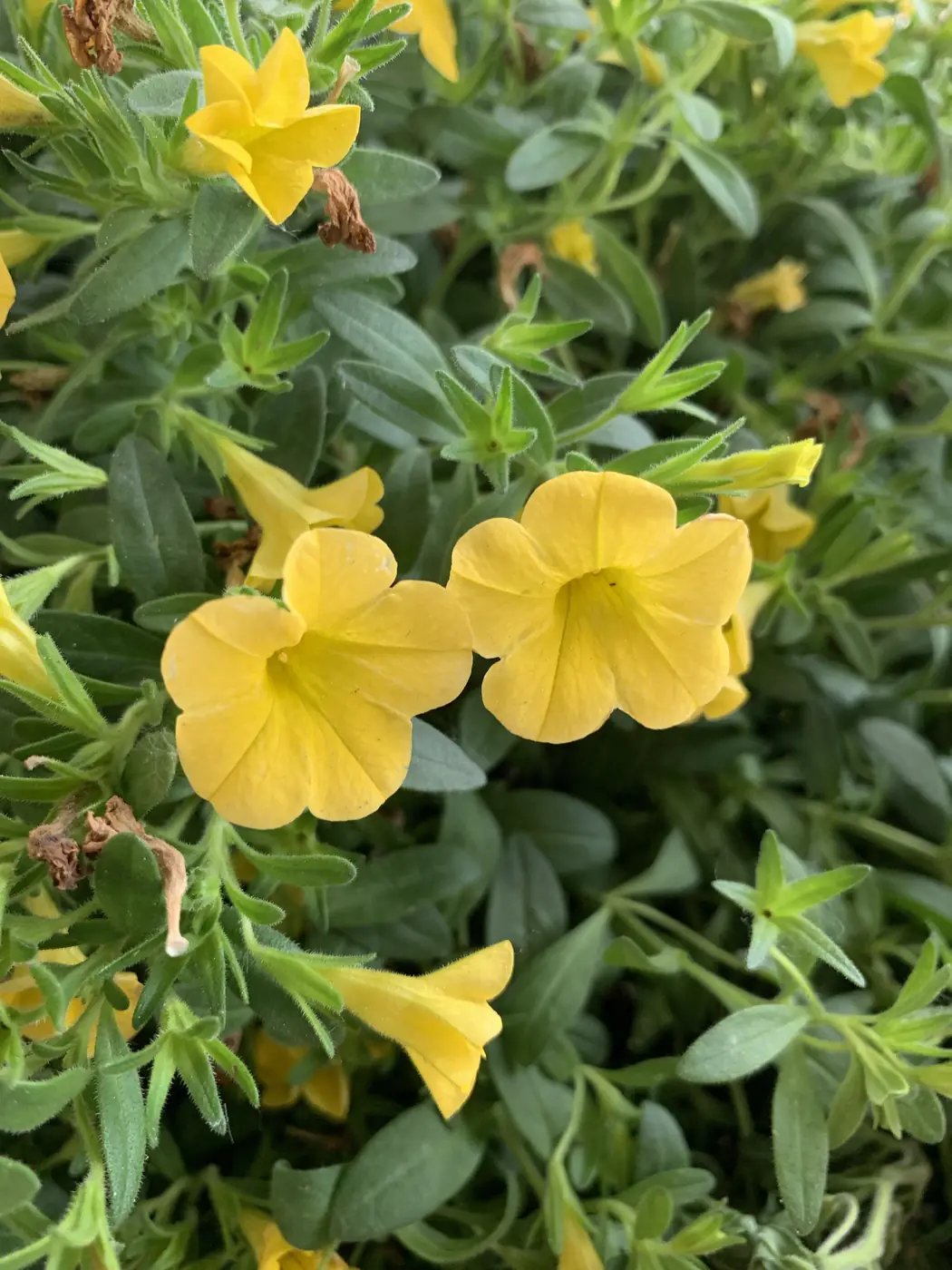 Yellow potentilla shrub flowering in a landscaped garden bed