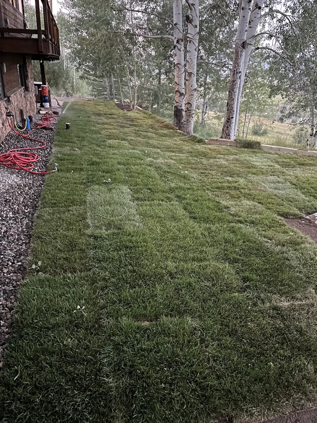 Lush green lawn on a slope framed by aspens
