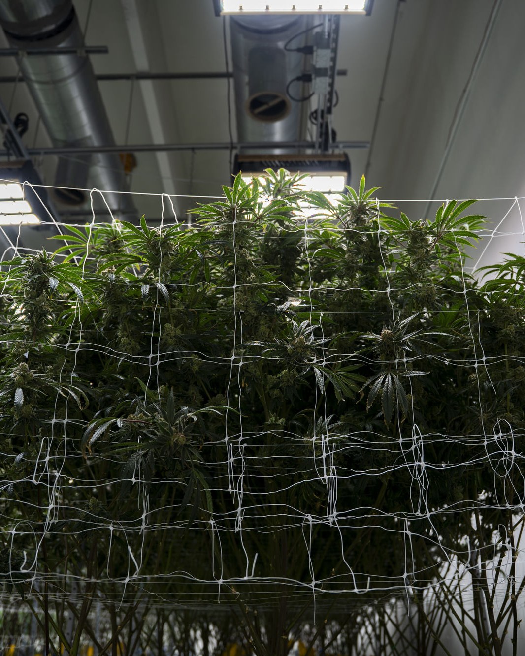 Inside the Høst cultivation facility, plants trellised under LED grow lights.