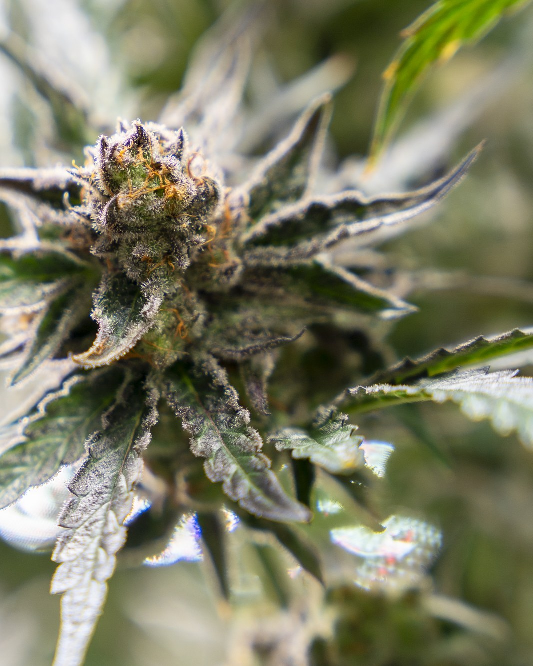 Frosted Høst cannabis flower, close-up macro.