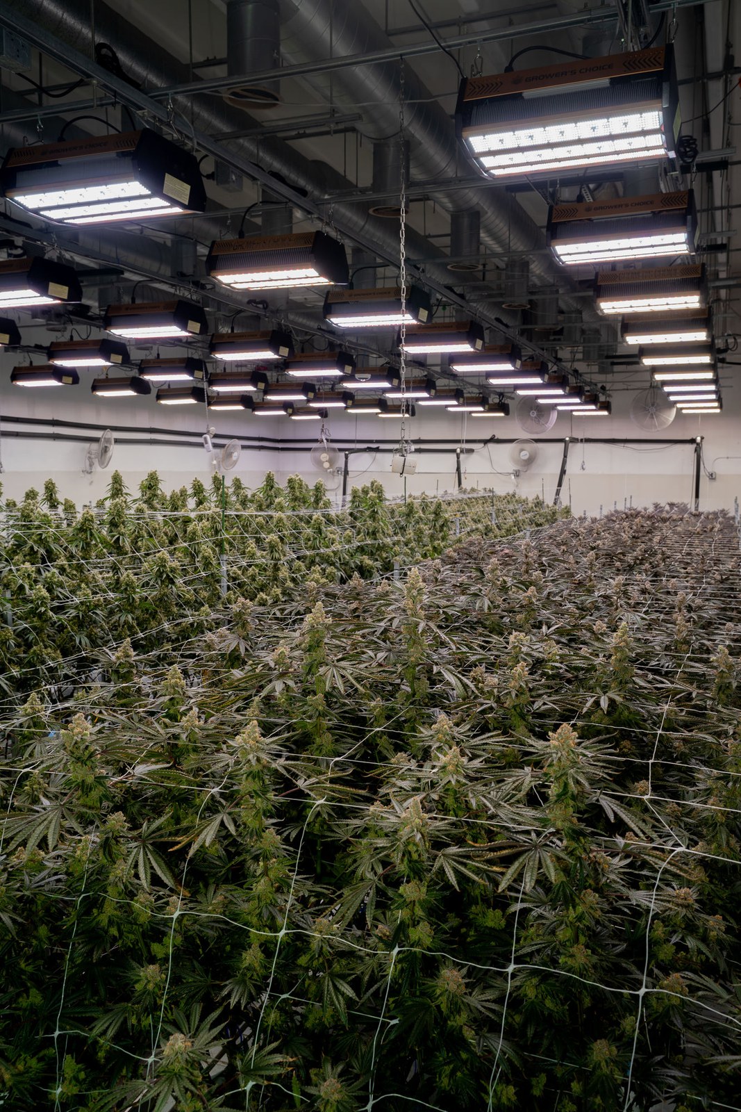 The Høst cultivation facility floor with overhead LED arrays and a full canopy.