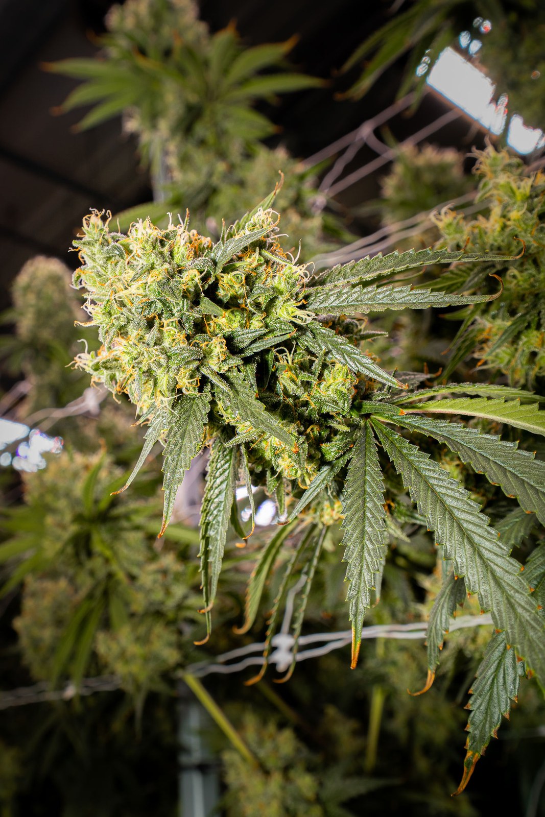 Current drop from Høst, cannabis flower in late cultivation.