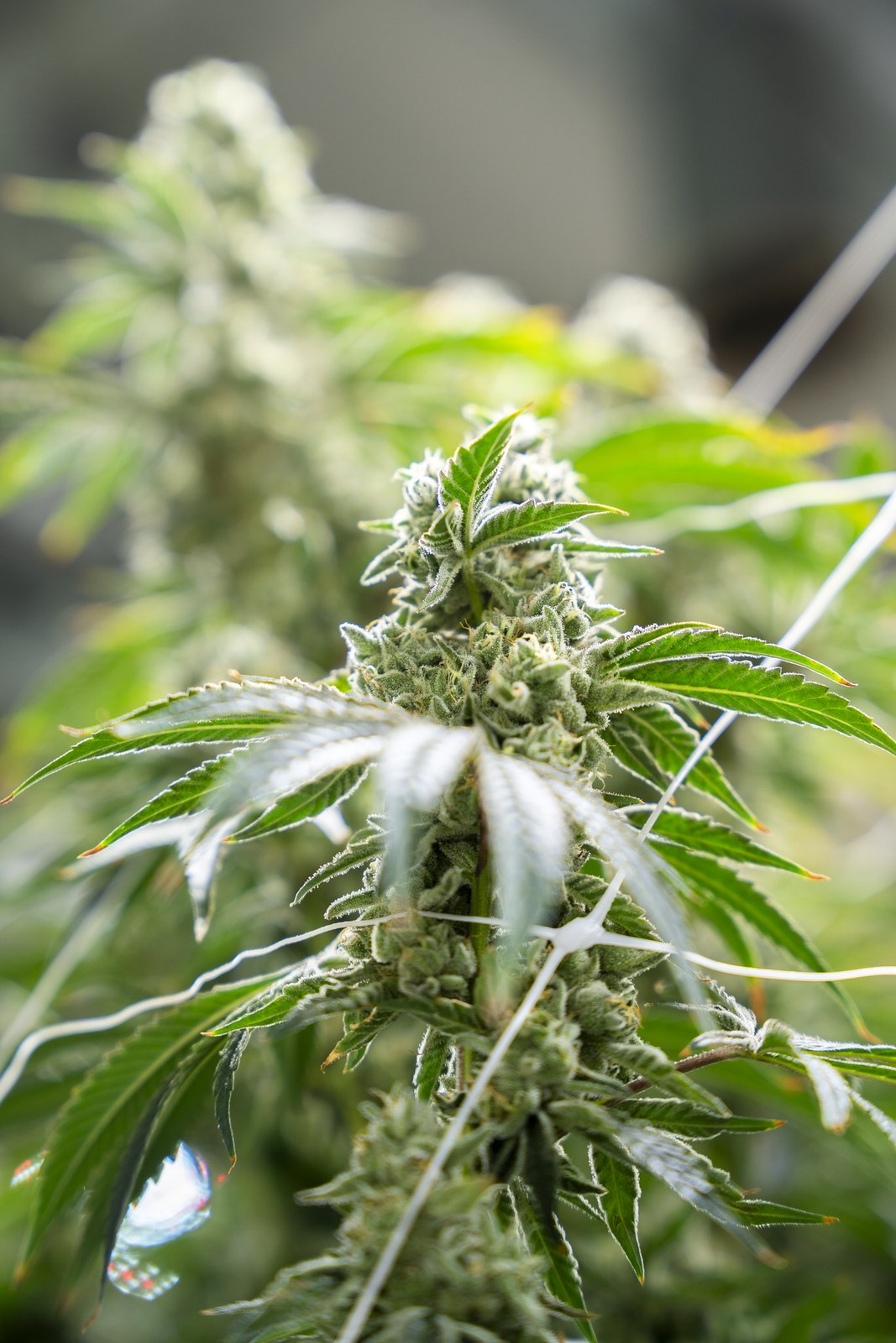 A Høst cultivar mid-flower with frosted trichomes.