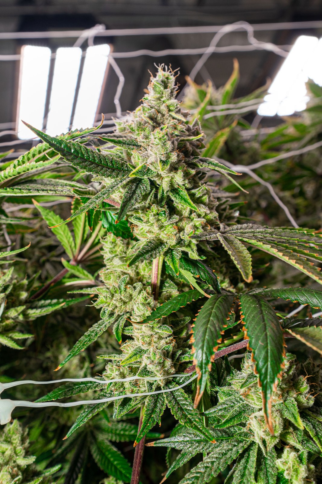 Høst cannabis flower in late flowering, indoor cultivation.