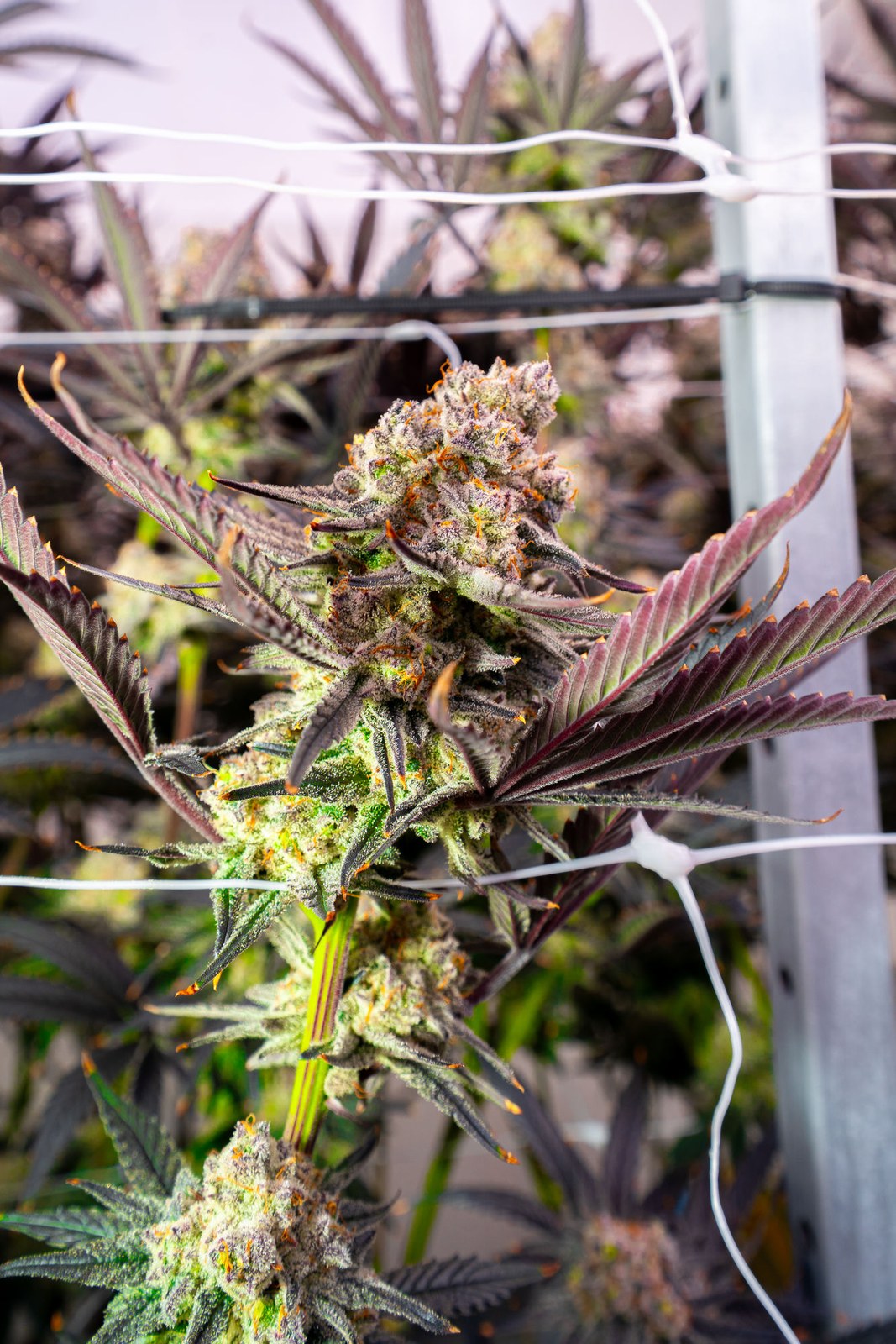 Close-up of a Høst cultivar showing trichome and pistil detail.