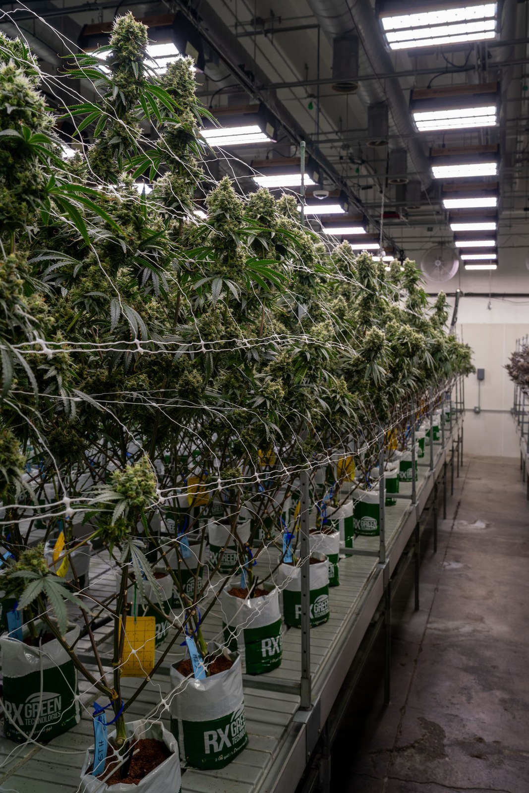 A row of Høst plants in cultivation, indoor facility.