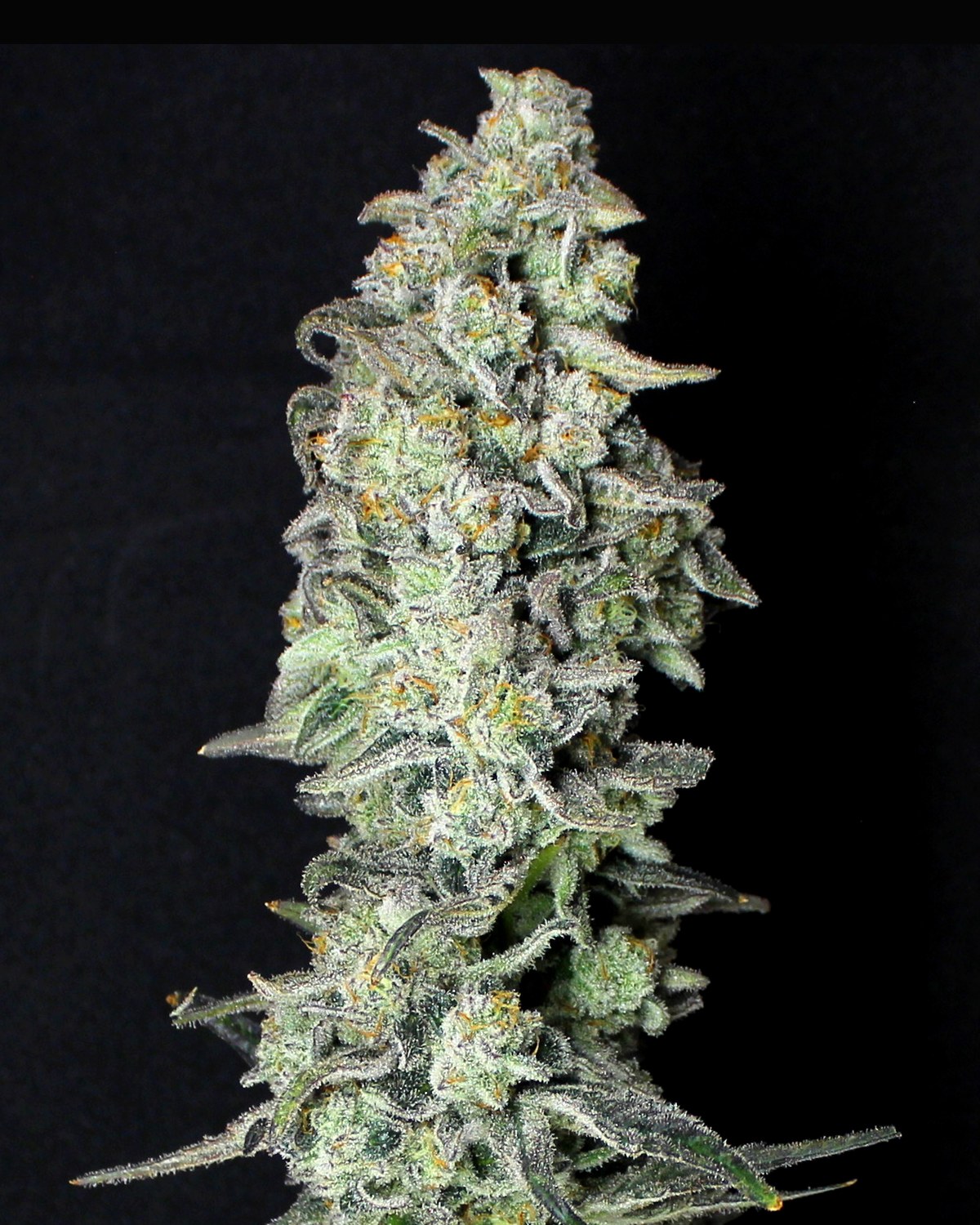 Cap Junky