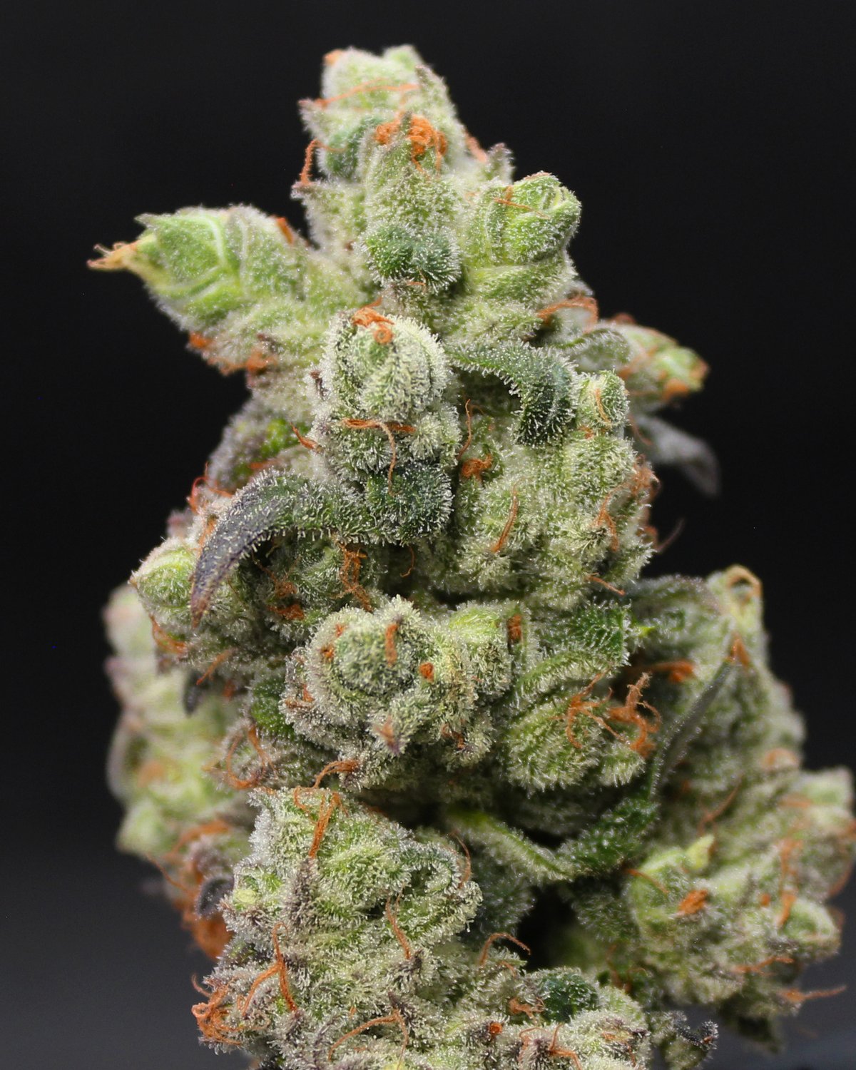 Cherry Pie