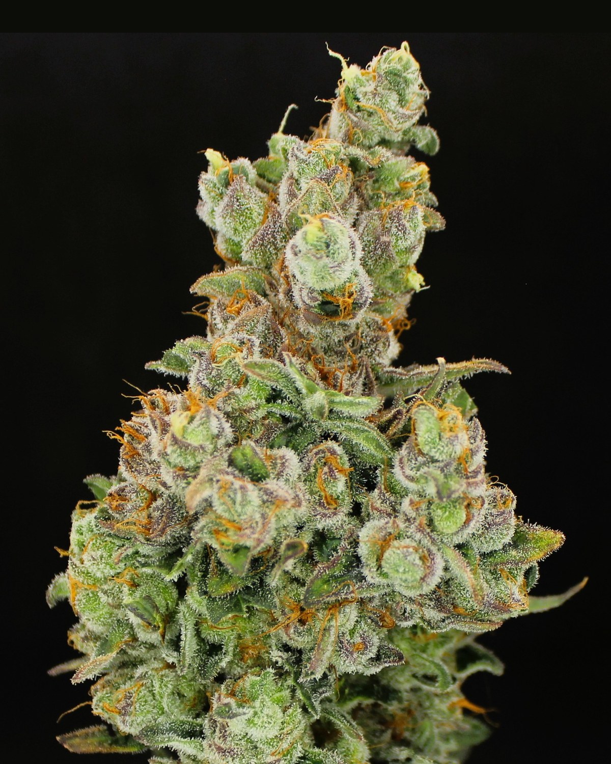 Flawless Lavender