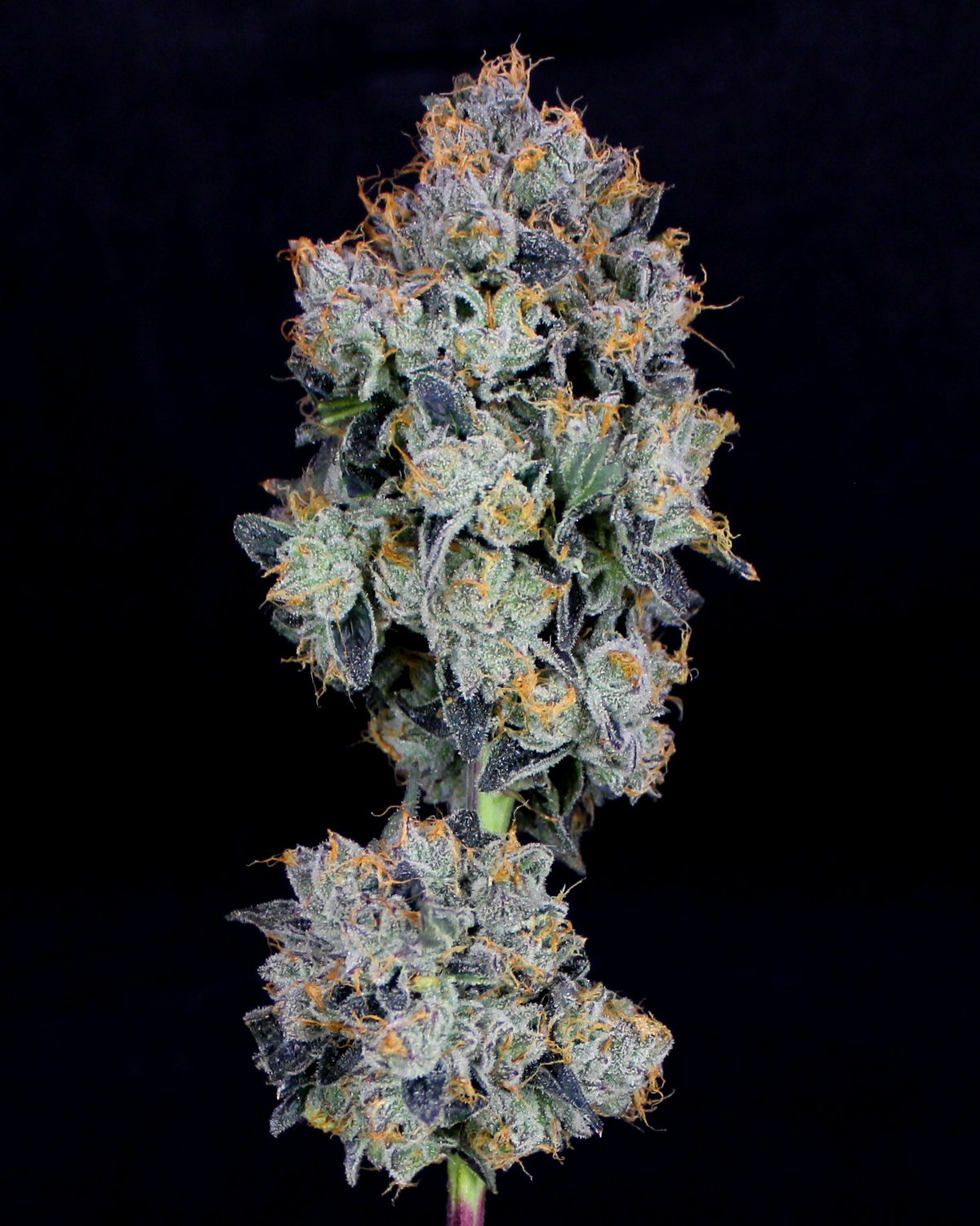 Fortissimost, a cultivar grown by Høst.