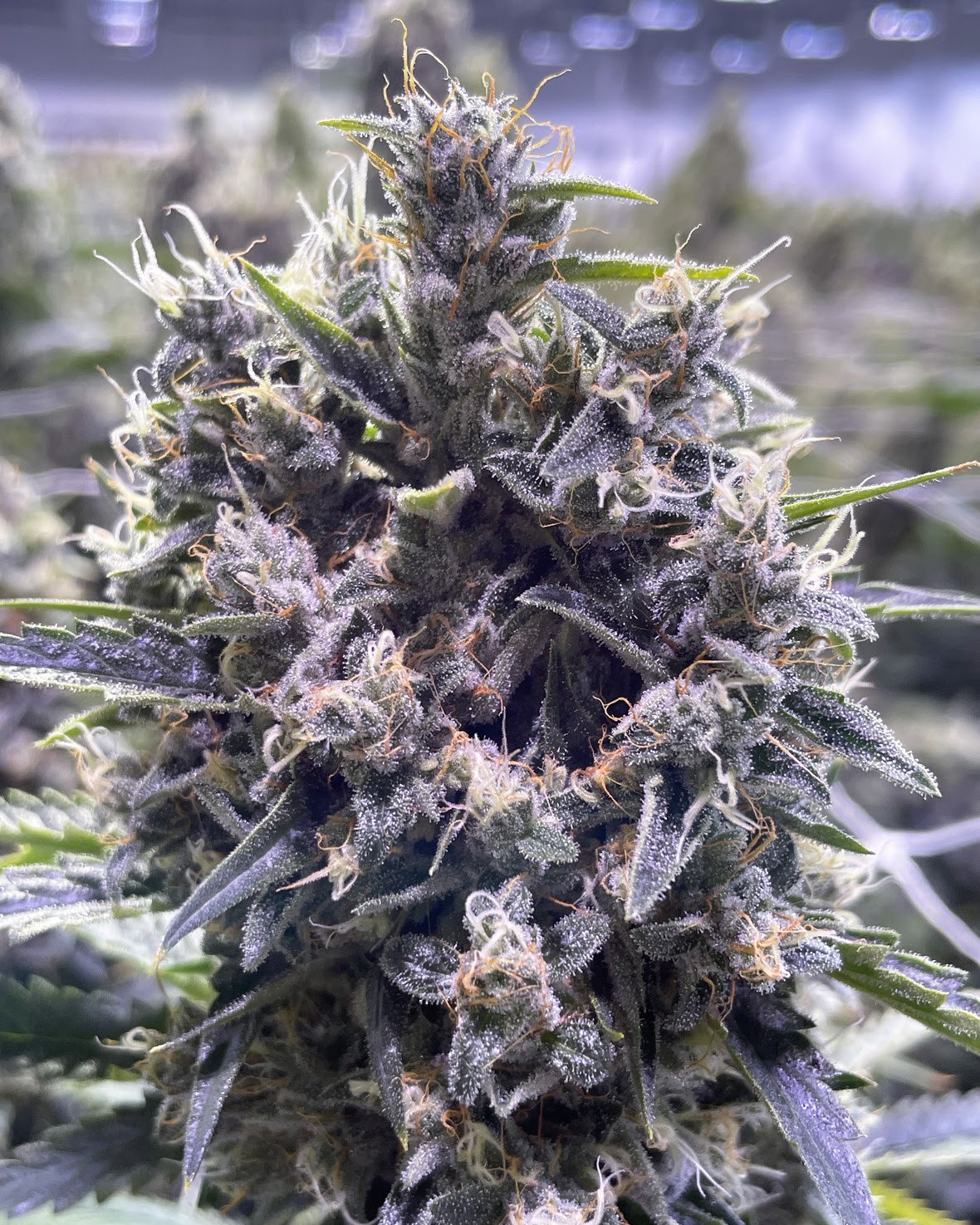 Ghost Train Haze