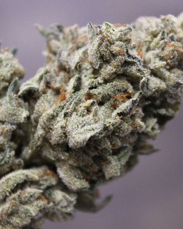Gorilla Glue #4