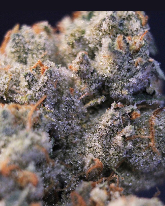 Quattro Kush