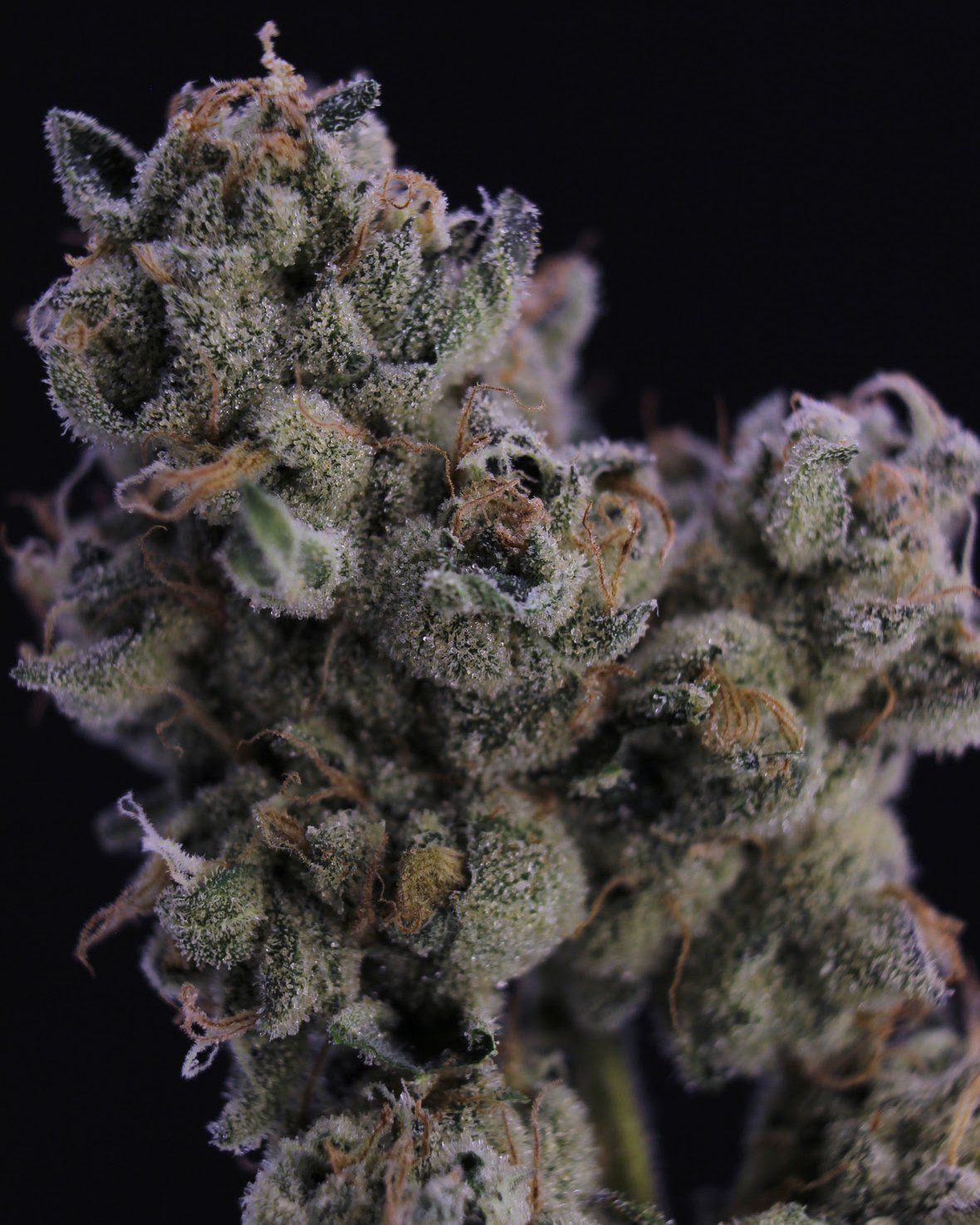 Slurricane