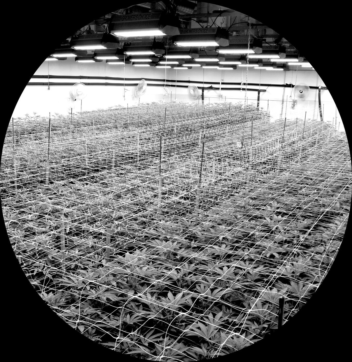 Rows of young cannabis plants under trellis netting in the Høst grow room.