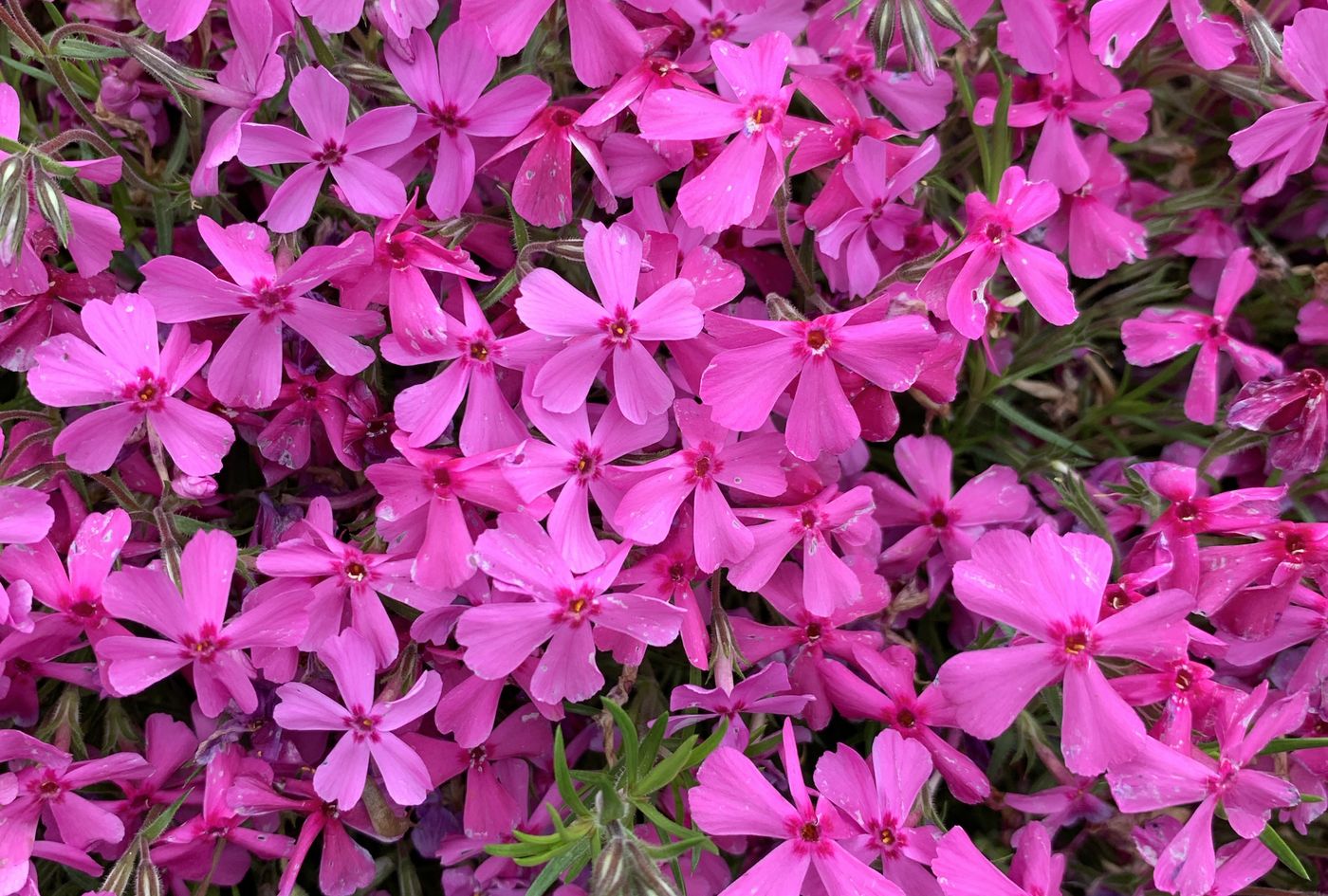 Creeping phlox in bloom in a maintained Steamboat Springs garden bed by Hill's Lawn & Landscape