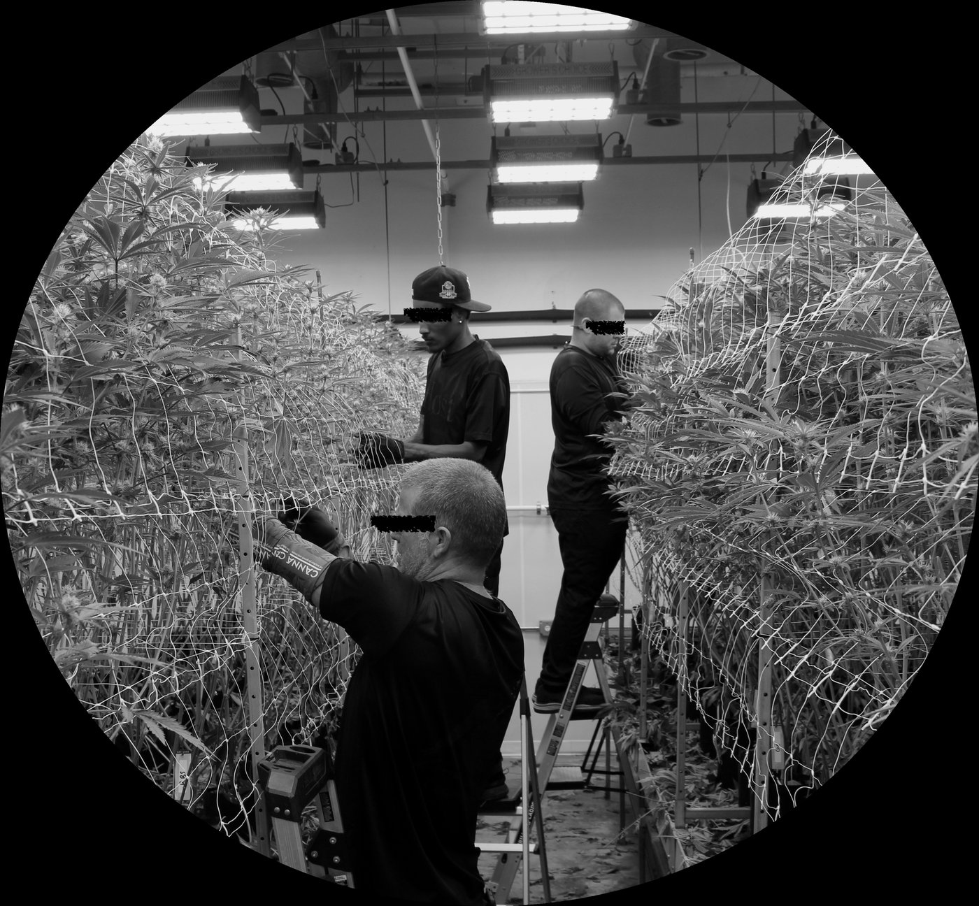 Black-and-white photo of three Høst growers tending trellised plants in flower inside the cultivation facility.
