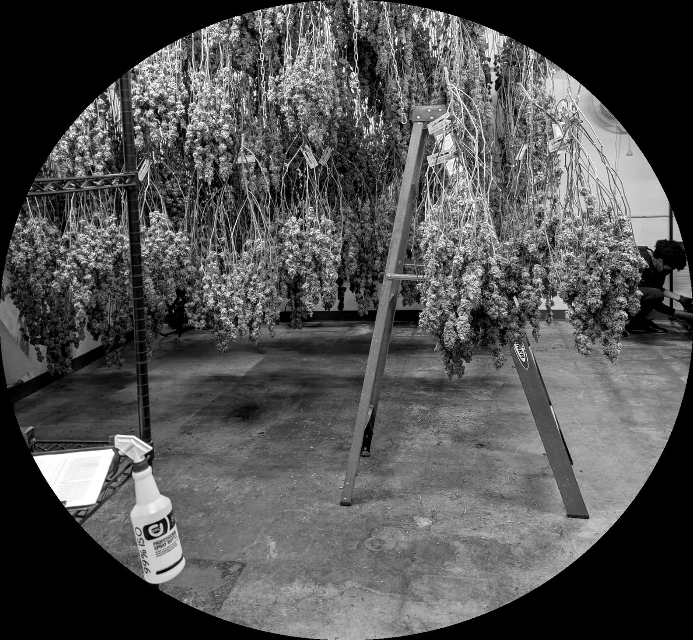 Harvested Høst plants hanging to dry above the drying-room floor.