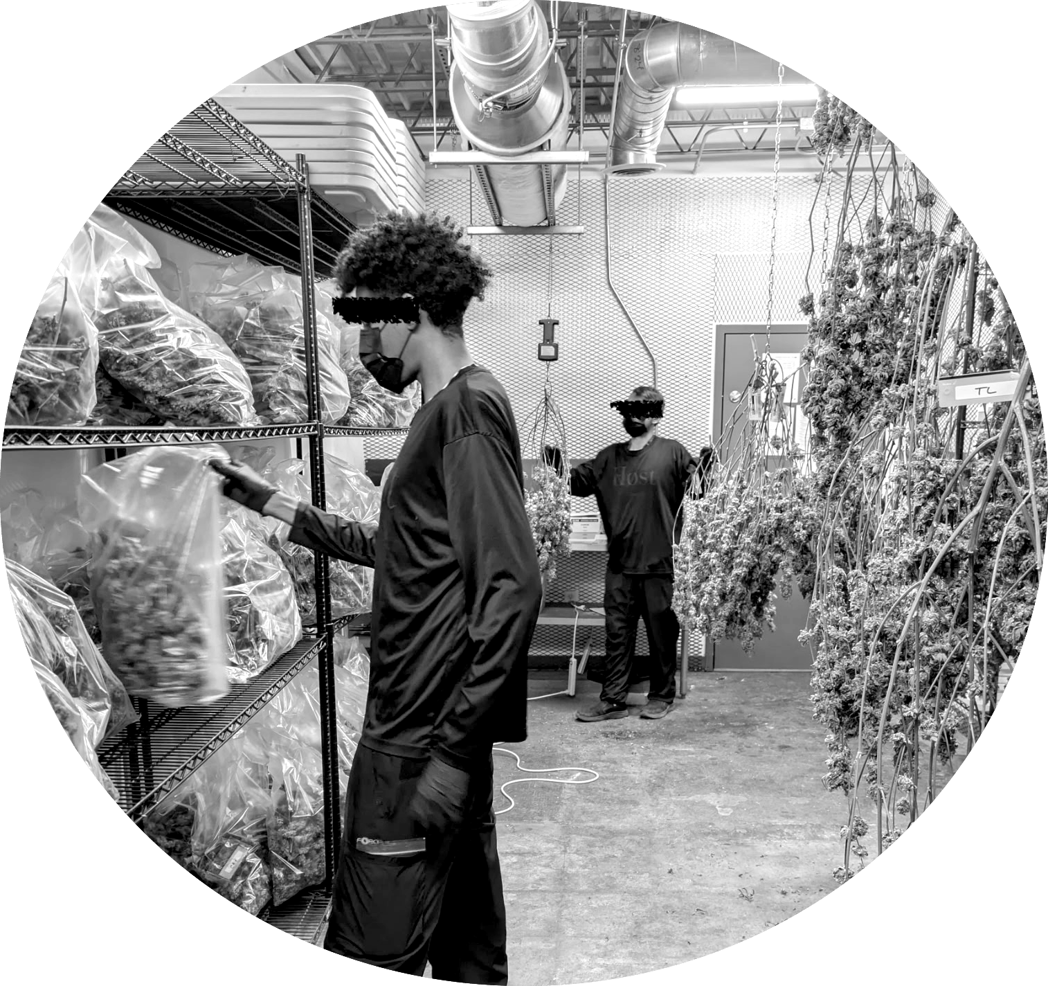 Black-and-white photo of two Høst team members at work in the drying and curing room, bagged flower on shelving and harvested plants hanging to dry.