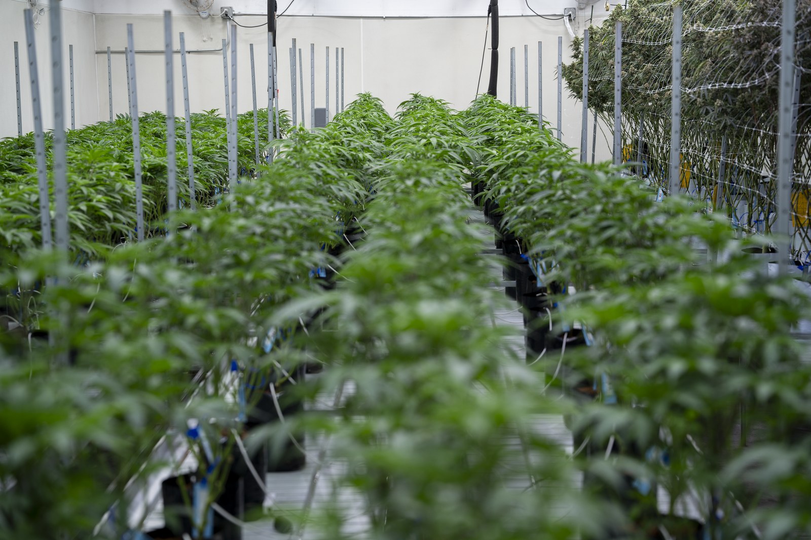 Vegetative-stage plants in the Høst facility, organized rows.