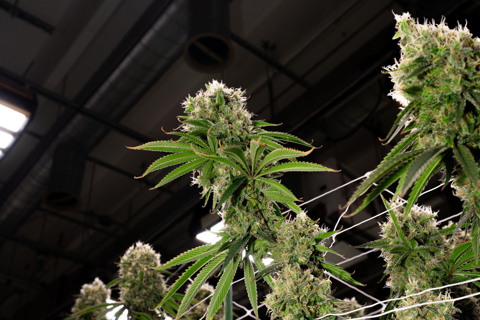 Mature Høst flowering plants under the facility lights, late cycle.