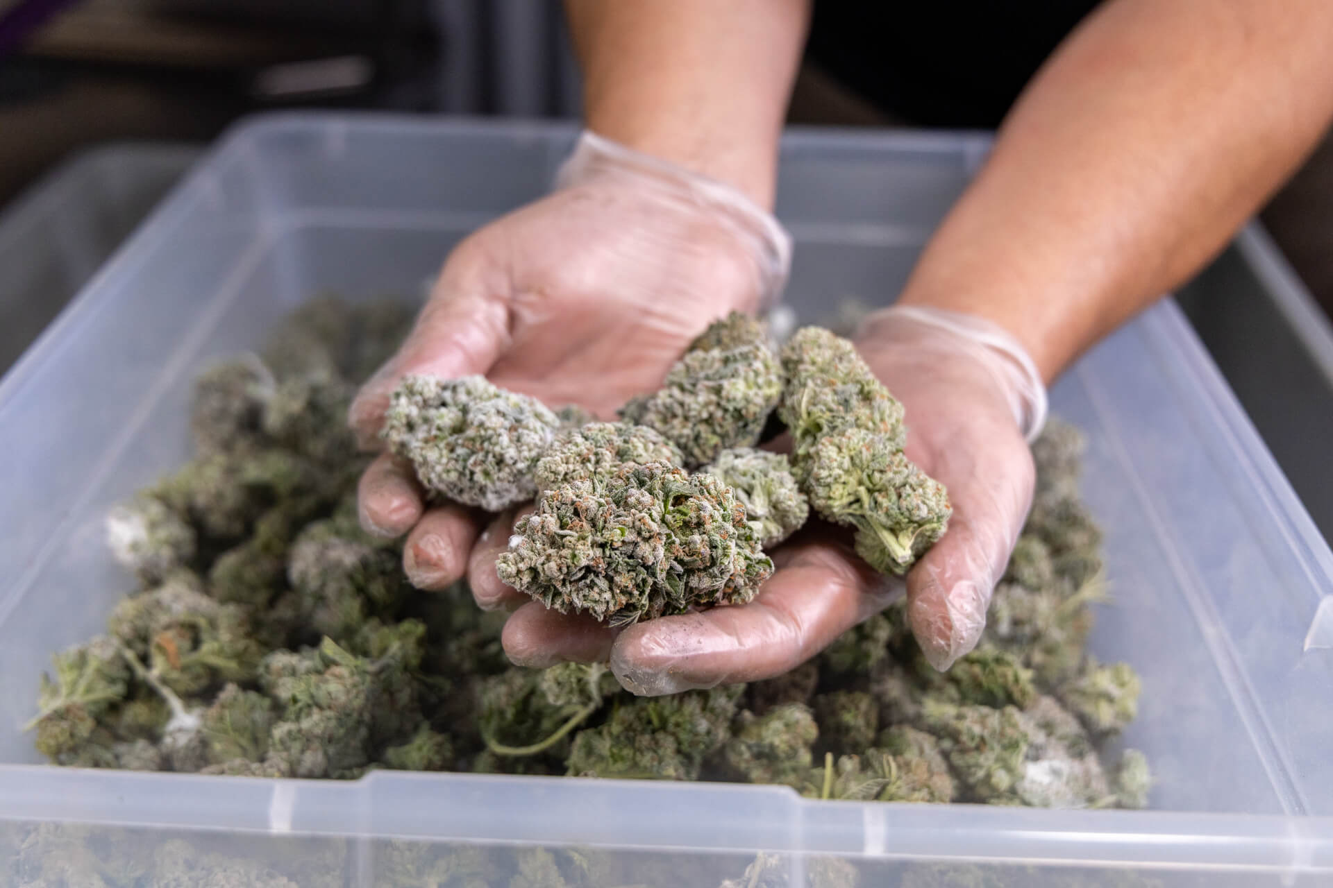 Cannabis being freeze-dried with the Crop-to-Cure® lyophilization process
