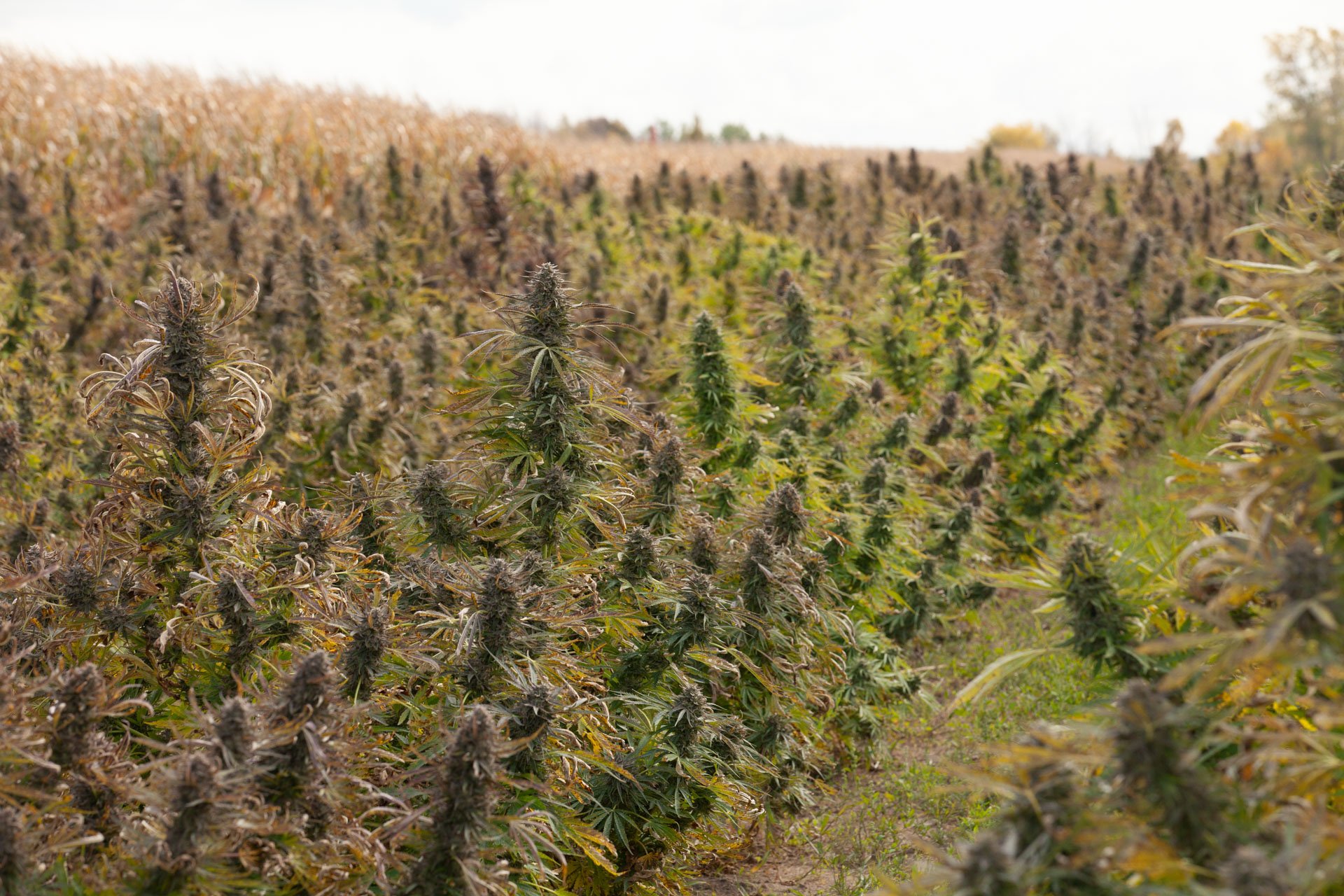 Industry Processing Solutions crew working a cannabis harvest