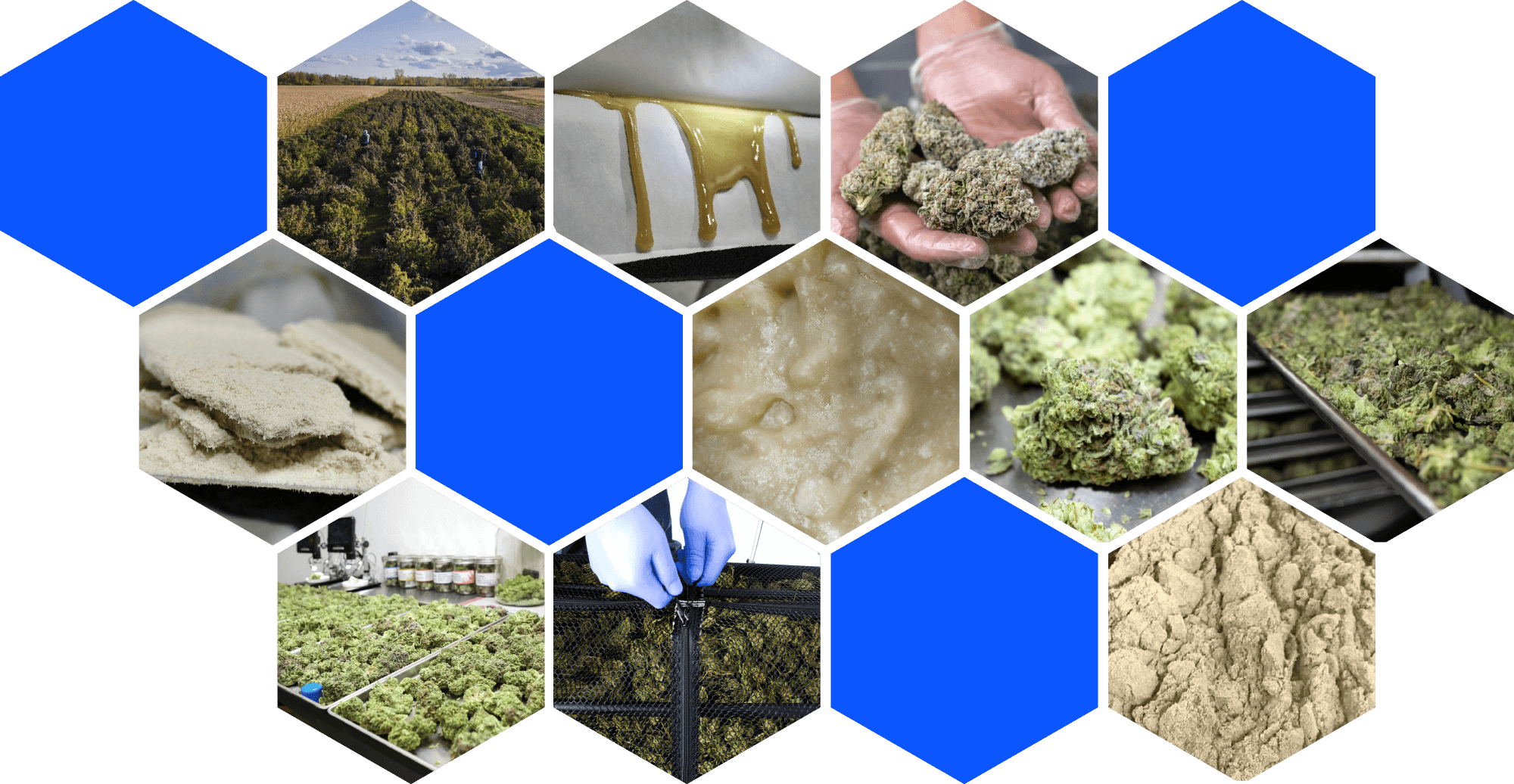 Cannabis post-harvest processing by Industry Processing Solutions