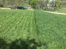 A freshly mowed lawn and work truck on a Steamboat Springs property by Hill's Lawn & Landscape