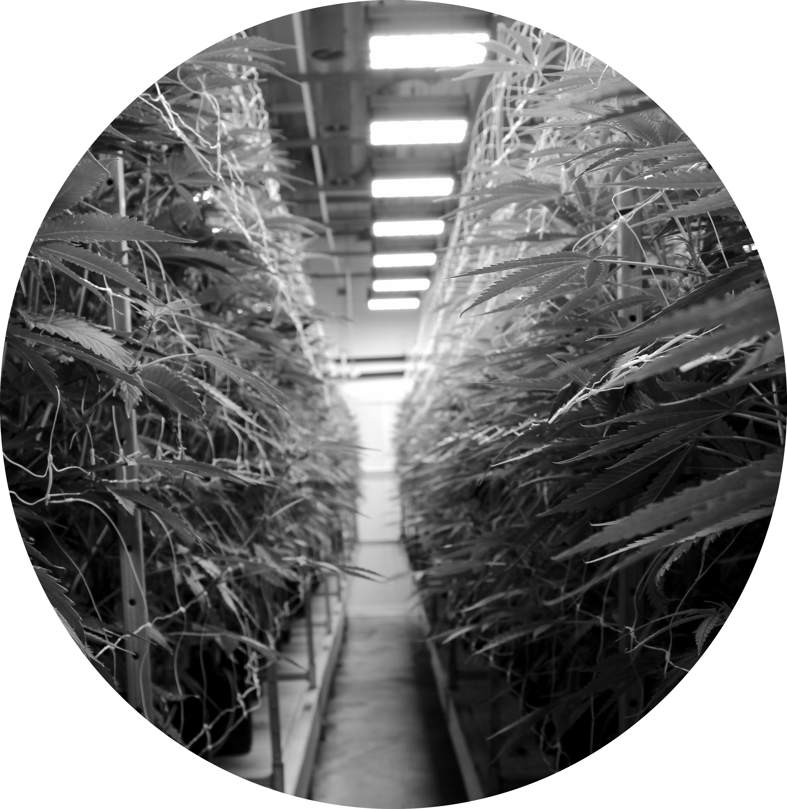 Black-and-white view down an aisle of Høst plants on vertical racks under overhead lighting.