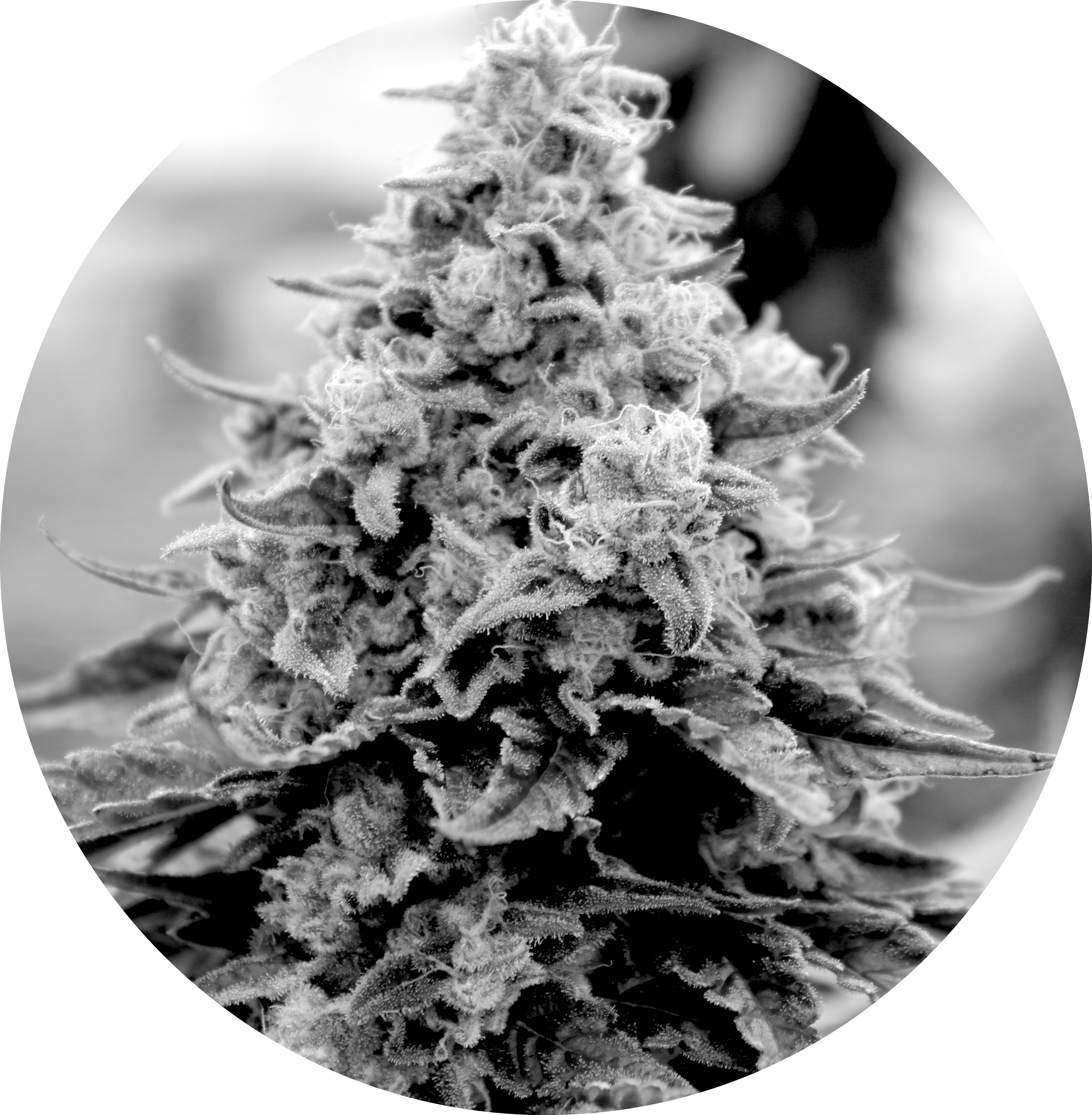 Black-and-white close-up of a cannabis bud.