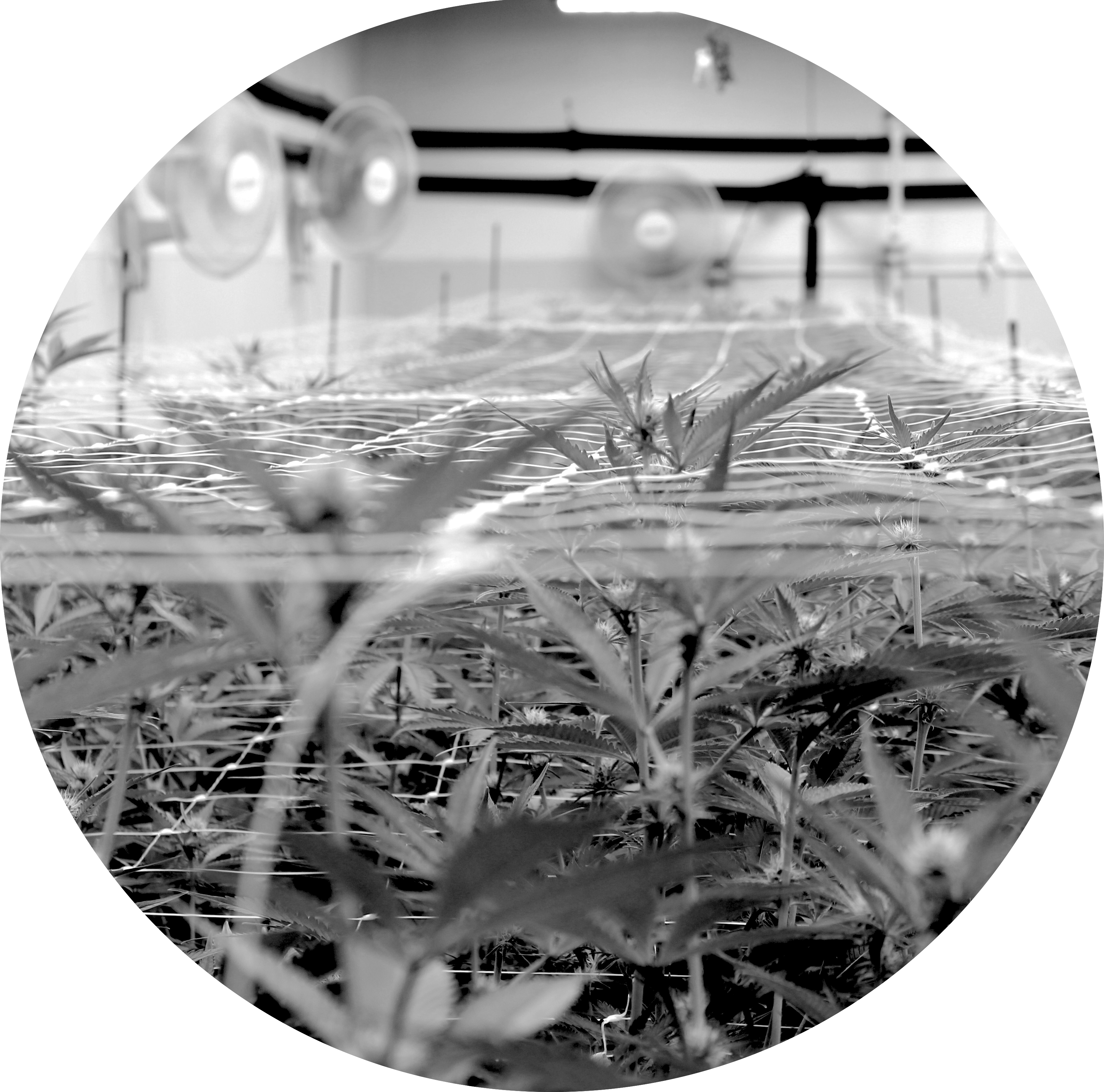 Black-and-white view across a Høst grow room, young plants trellised under netting with circulation fans overhead.