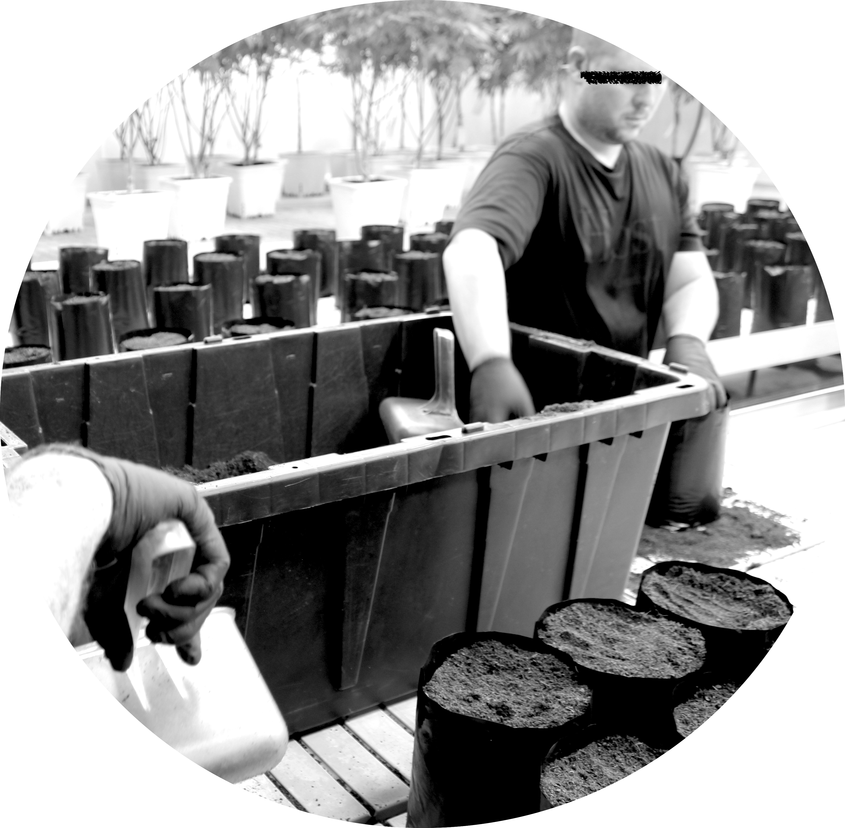 Black-and-white photo of Høst team members filling grow pots with substrate from a large tub, rows of potted plants behind them.