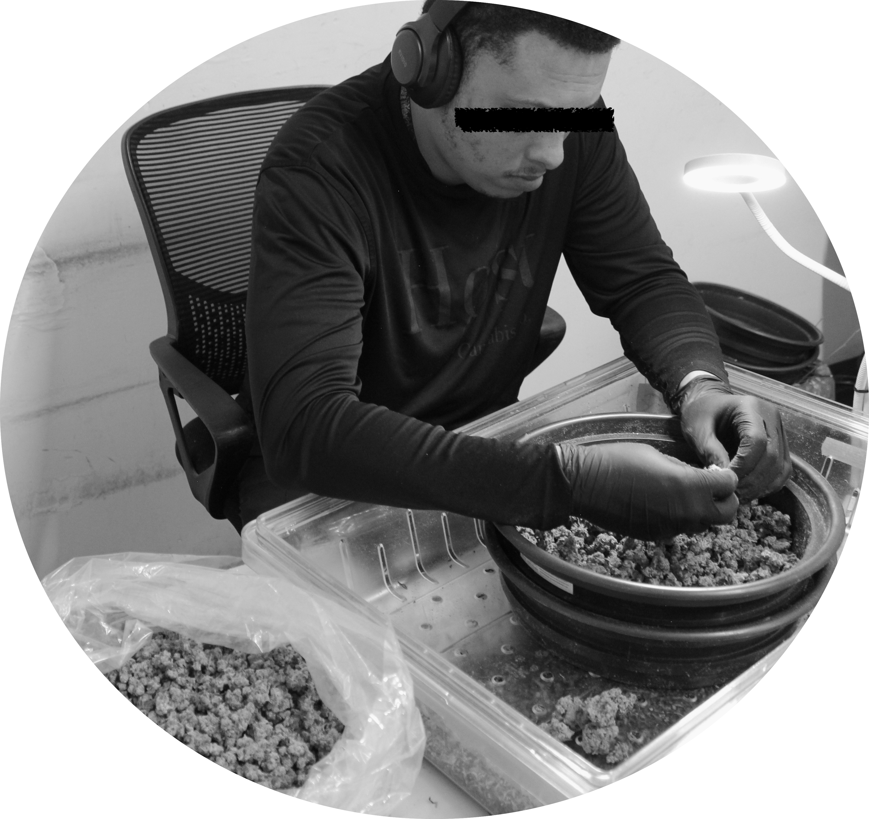 Black-and-white photo of a gloved Høst team member sorting flower in a bowl, with bagged buds in the foreground.