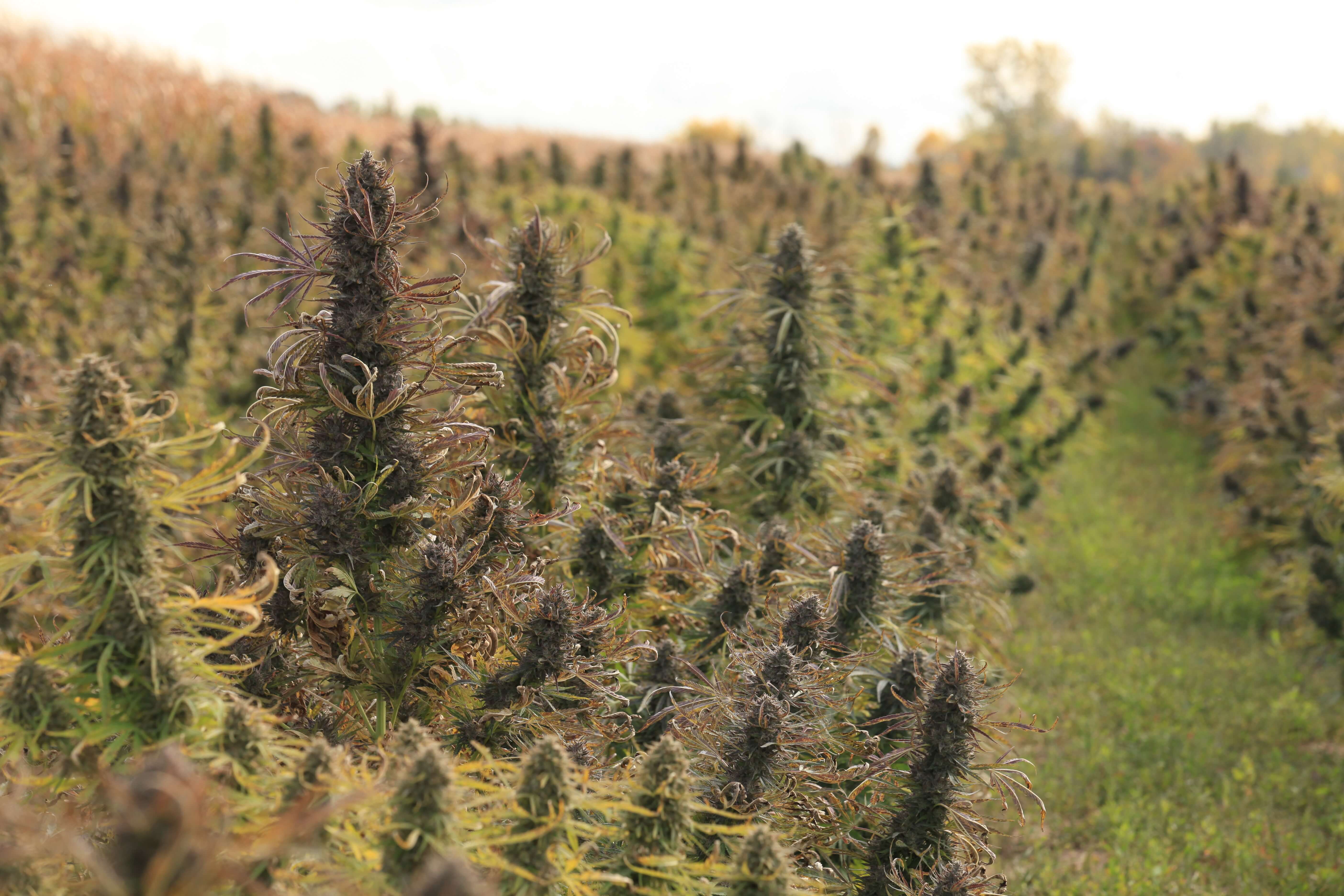 Harvest / Process Efficiency Training