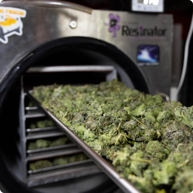 Cryo-Trim® finished cannabis example 3