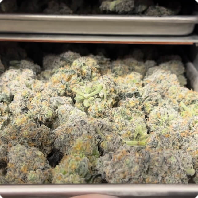 Cryo-Trim® finished cannabis example 4