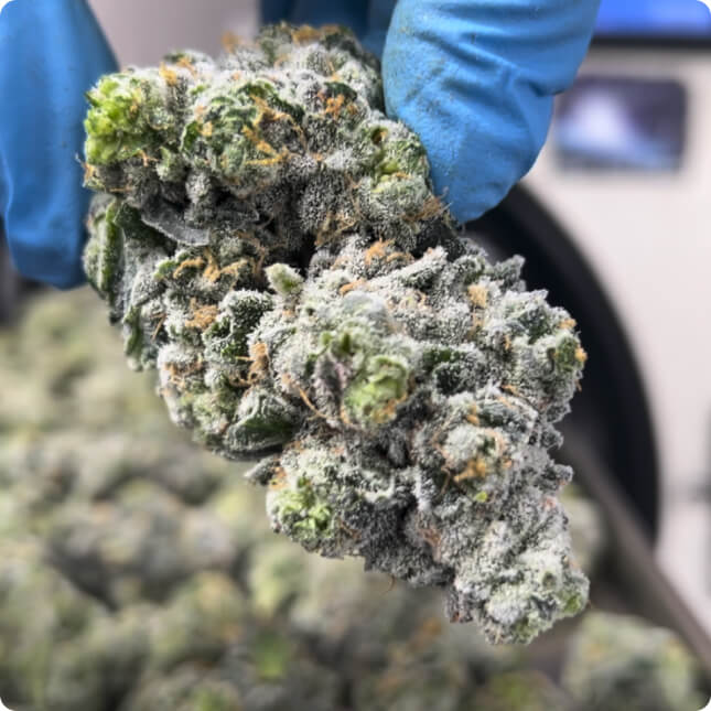 Cryo-Trim® finished cannabis example 5
