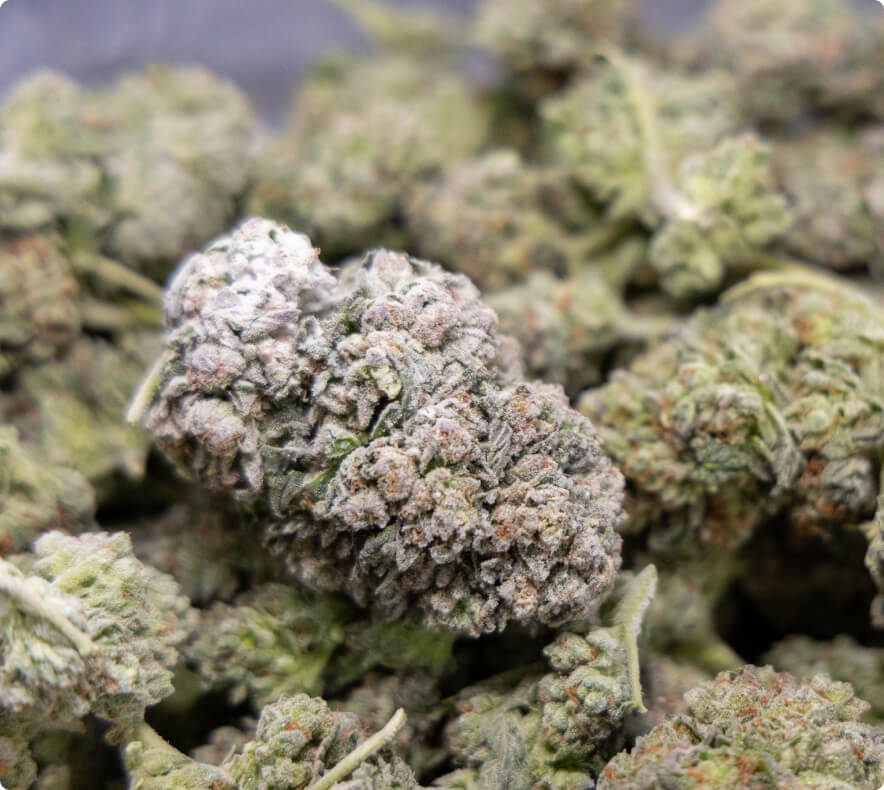 Cannabis flower after Cryo-Trim® processing