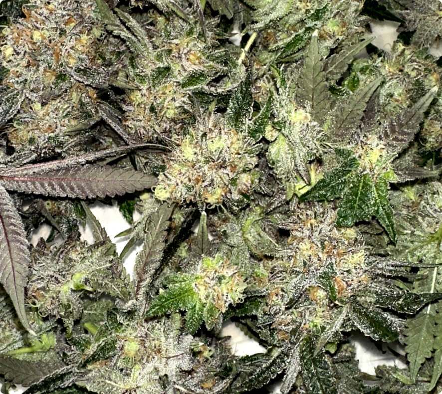 Cannabis flower before Cryo-Trim® processing